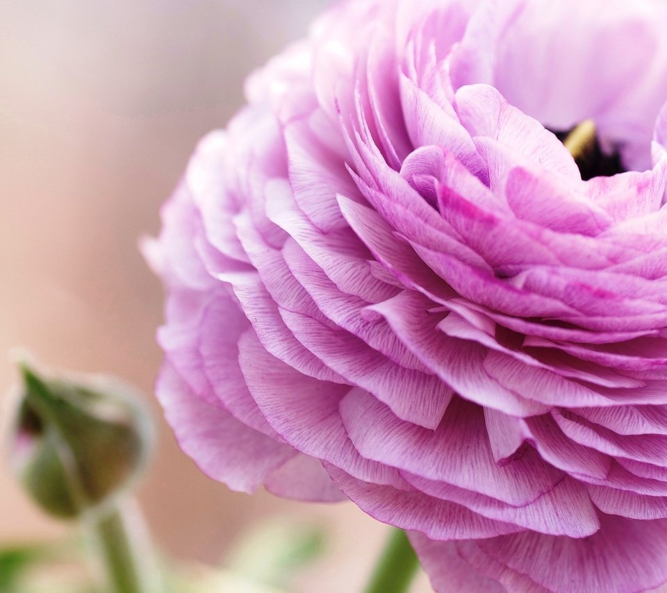 Обои цветок, лепестки, розовый, ранункулюс, лютик, flower, petals, pink, ranunculus, buttercup разрешение 2048x1371 Загрузить