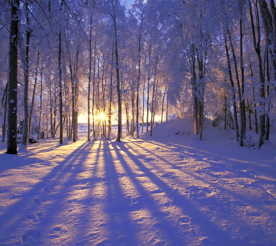 Обои солнце, снег, лес, зима, иней, деревья. лучи, the sun, snow, forest, winter, frost, trees. rays разрешение 1920x1200 Загрузить