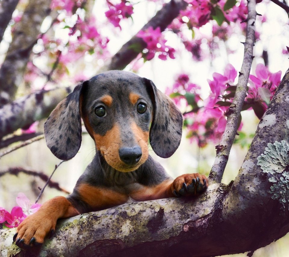 Обои взгляд, собака, весна, такса, цветущее дерево, look, dog, spring, dachshund, flowering tree разрешение 2048x1383 Загрузить