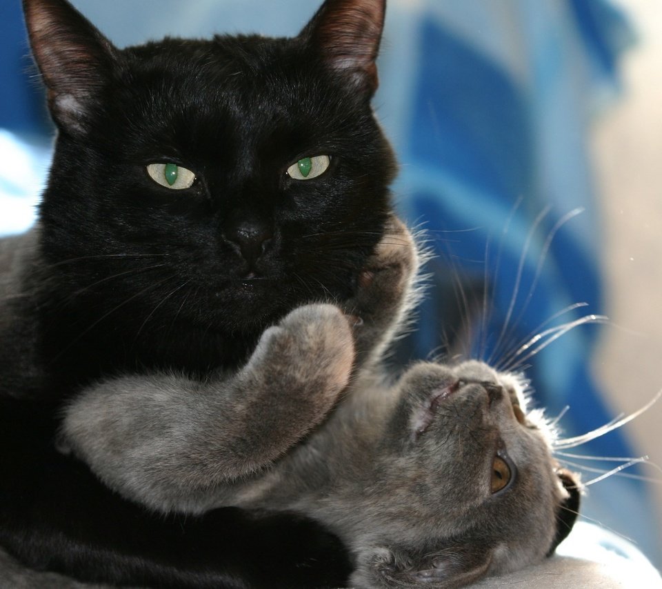 Обои кот, кошка, любовь, кошки, игры, объятия, черный кот, cat, love, cats, game, hugs, black cat разрешение 2560x1600 Загрузить