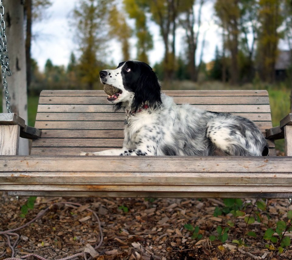 Обои осень, собака, скамейка, качели, сеттер, английский сеттер, autumn, dog, bench, swing, setter, the english setter разрешение 2560x1440 Загрузить