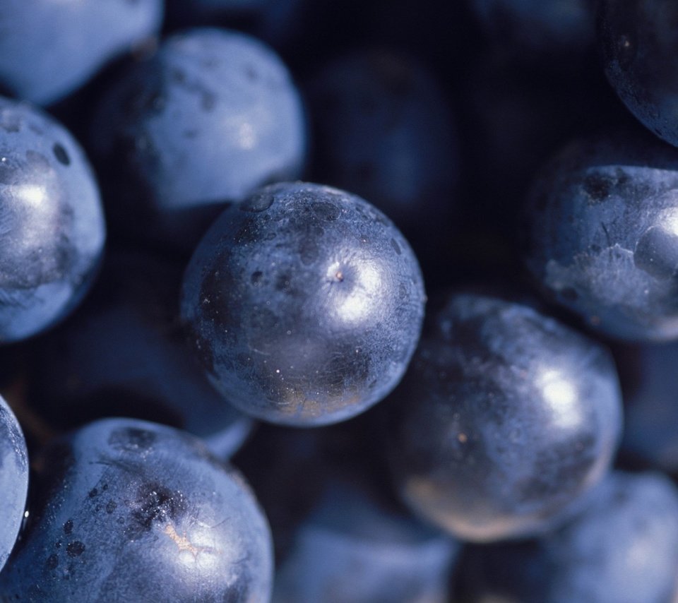 Обои макро, виноград, черный, ягоды, macro, grapes, black, berries разрешение 1920x1268 Загрузить