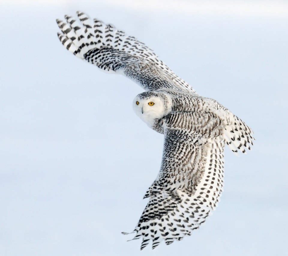 Обои сова, полет, крылья, птица, полярная сова, белая сова, owl, flight, wings, bird, snowy owl, white owl разрешение 1920x1200 Загрузить