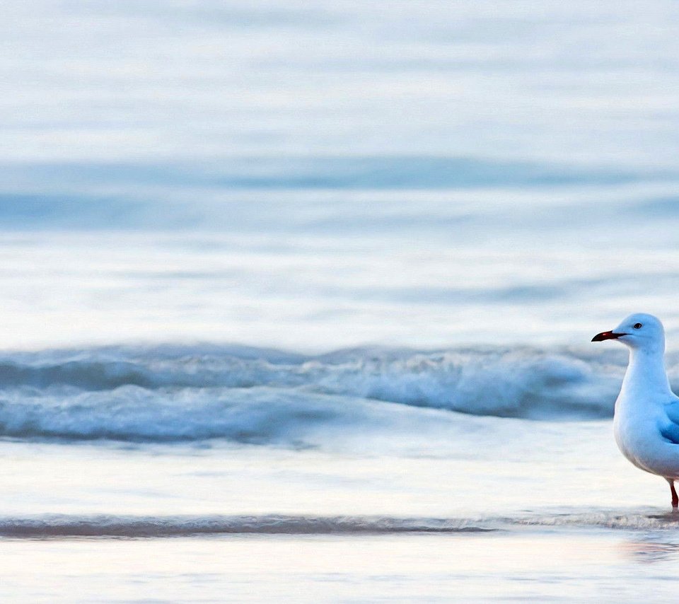 Обои море, чайка, птица, sea, seagull, bird разрешение 1920x1080 Загрузить