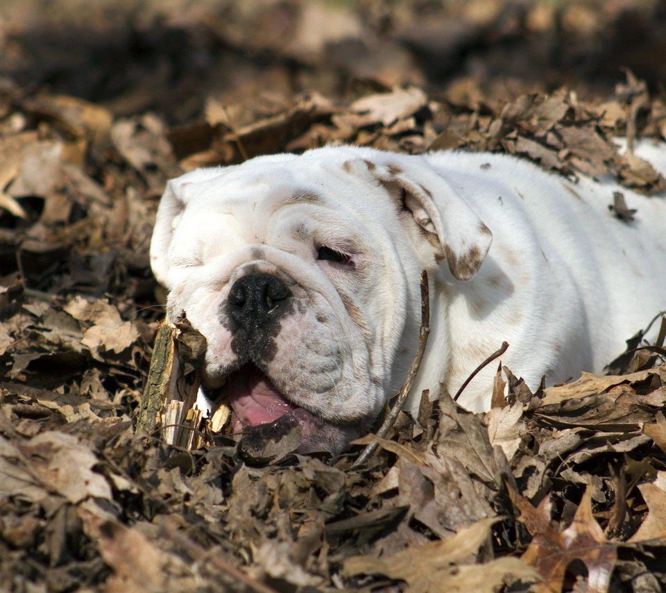 Обои листья, осень, собака, животное, бульдог, английский бульдог, leaves, autumn, dog, animal, bulldog, english bulldog разрешение 1920x1200 Загрузить