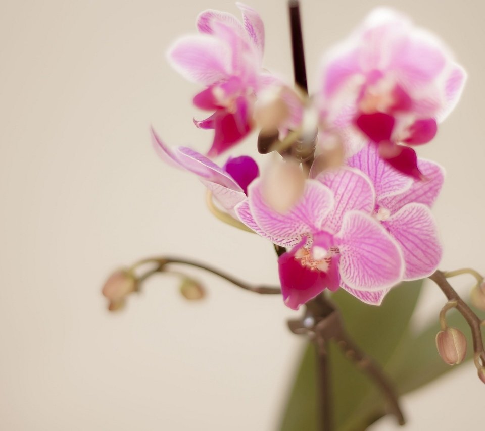Обои цветы, ветка, лепестки, розовый, орхидея, орхидеи, flowers, branch, petals, pink, orchid, orchids разрешение 2048x1365 Загрузить