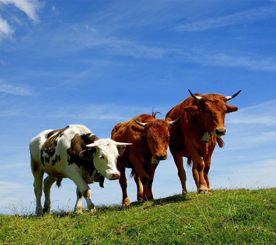 Обои небо, трава, поле, пастбище, рога, коровы, the sky, grass, field, pasture, horns, cows разрешение 1920x1200 Загрузить