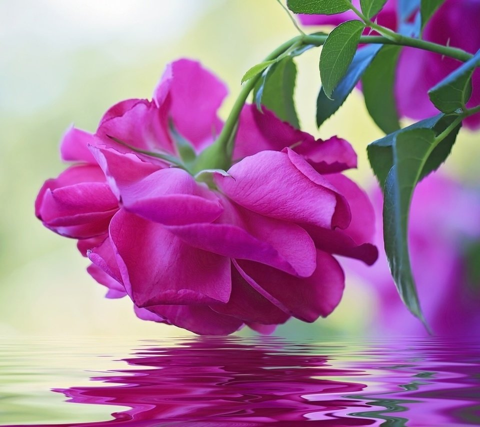 Обои вода, макро, отражение, цветок, роза, бутон, water, macro, reflection, flower, rose, bud разрешение 1920x1080 Загрузить