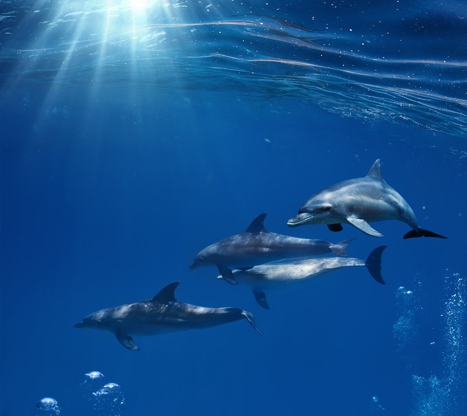 Обои солнце, океан, дельфины, дельфин, подводный мир, the sun, the ocean, dolphins, dolphin, underwater world разрешение 5184x4608 Загрузить