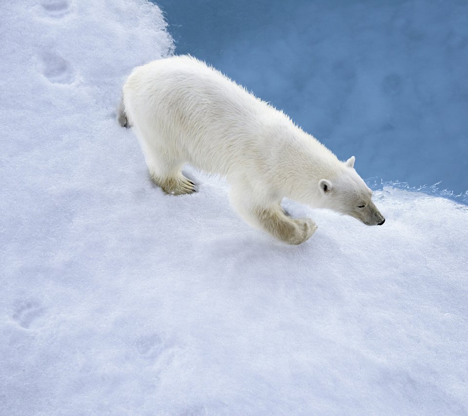 Обои снег, медведь, белый, следы, snow, bear, white, traces разрешение 2048x1416 Загрузить