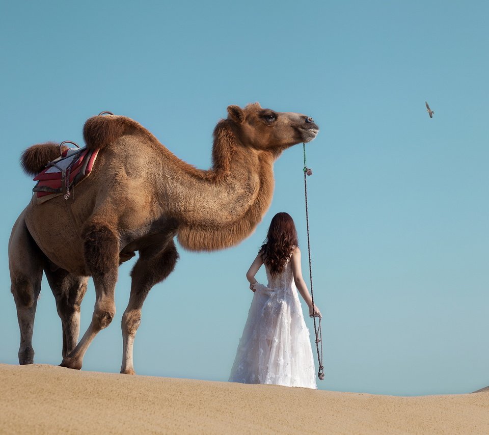 Обои девушка, животные, пустыня, верблюд, girl, animals, desert, camel разрешение 2880x1800 Загрузить