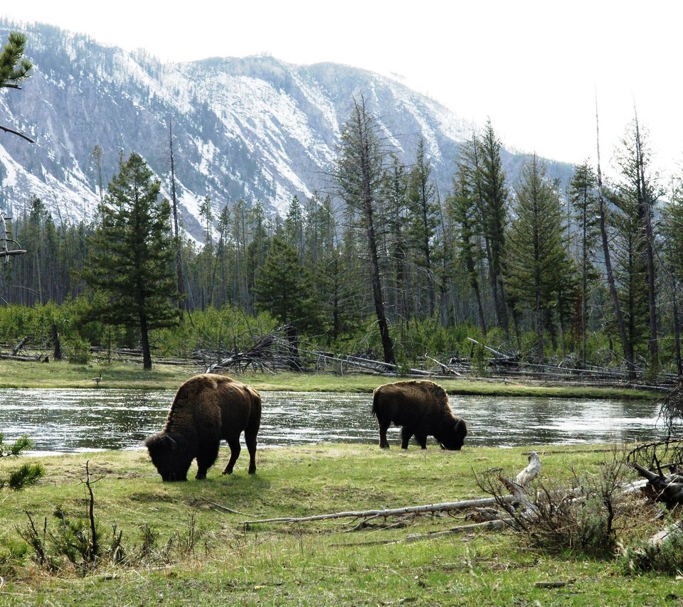 Обои трава, река, горы, лес, животные, бизоны, wild bulls, grazing by river, американский бизон, grass, river, mountains, forest, animals, buffalo, american bison разрешение 4066x2608 Загрузить