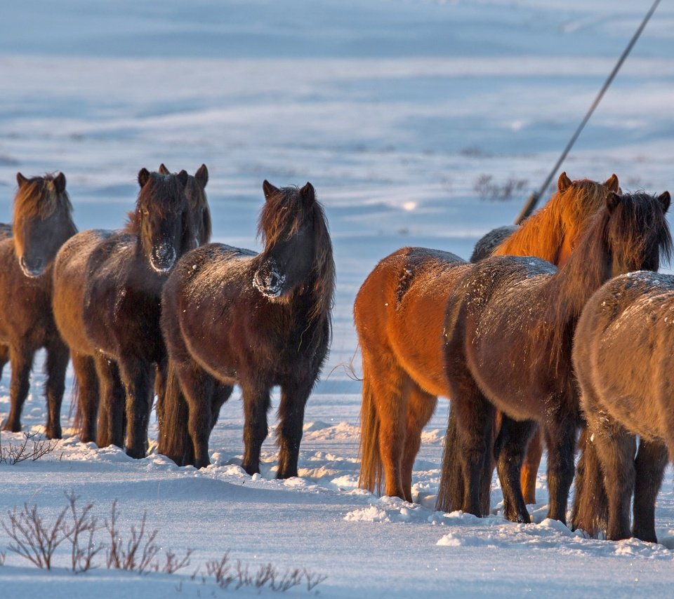 Обои снег, зима, лошади, кони, исландия, snow, winter, horse, horses, iceland разрешение 3840x2160 Загрузить