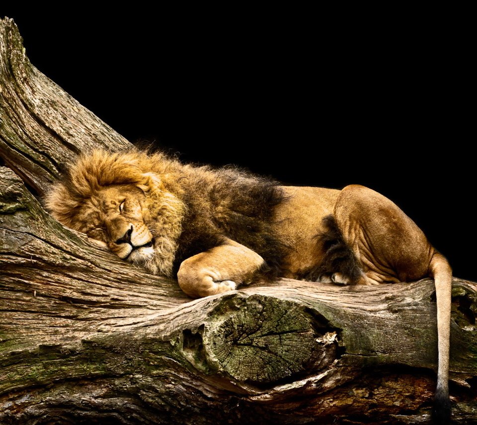 Обои сон, хищник, большая кошка, черный фон, отдых, лев, sleep, predator, big cat, black background, stay, leo разрешение 1920x1200 Загрузить