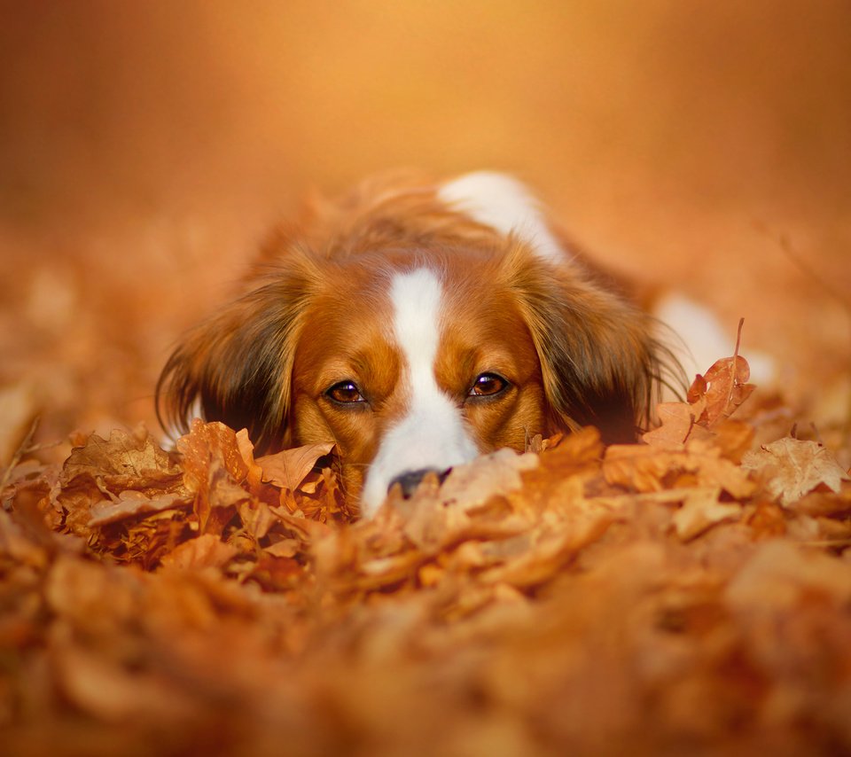 Обои морда, природа, листья, взгляд, осень, собака, коикерхондье, face, nature, leaves, look, autumn, dog, kooikerhondje разрешение 2048x1365 Загрузить