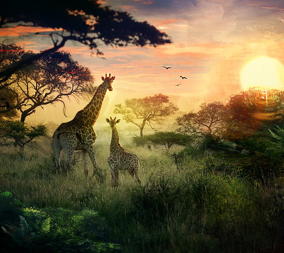 Обои солнце, природа, закат, жирафы, детеныш, сафари, the sun, nature, sunset, giraffes, cub, safari разрешение 1920x1080 Загрузить