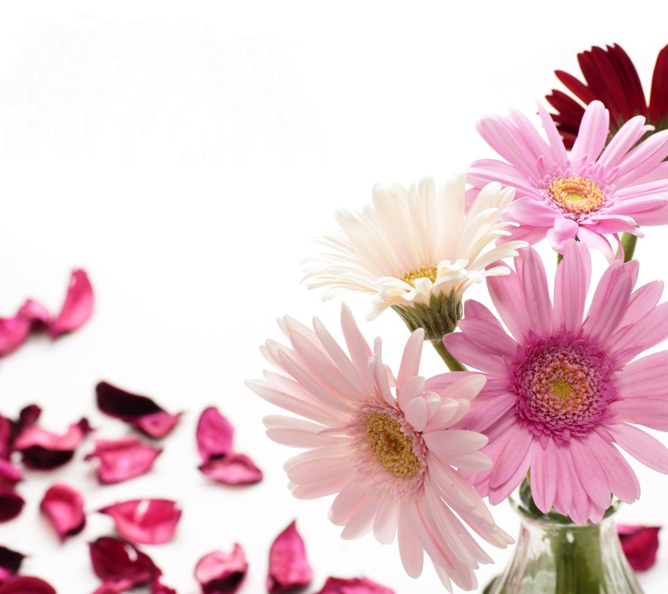 Обои цветы, фото, лепестки, герберы, flowers, photo, petals, gerbera разрешение 5184x3456 Загрузить