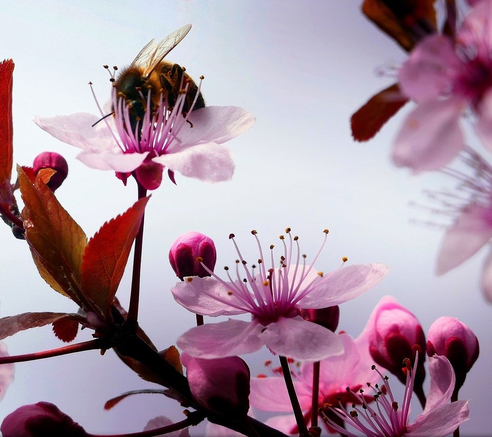 Обои цветы, макро, насекомое, ветки, шмель, вишенка, flowers, macro, insect, branches, bumblebee, cherry разрешение 2880x1733 Загрузить