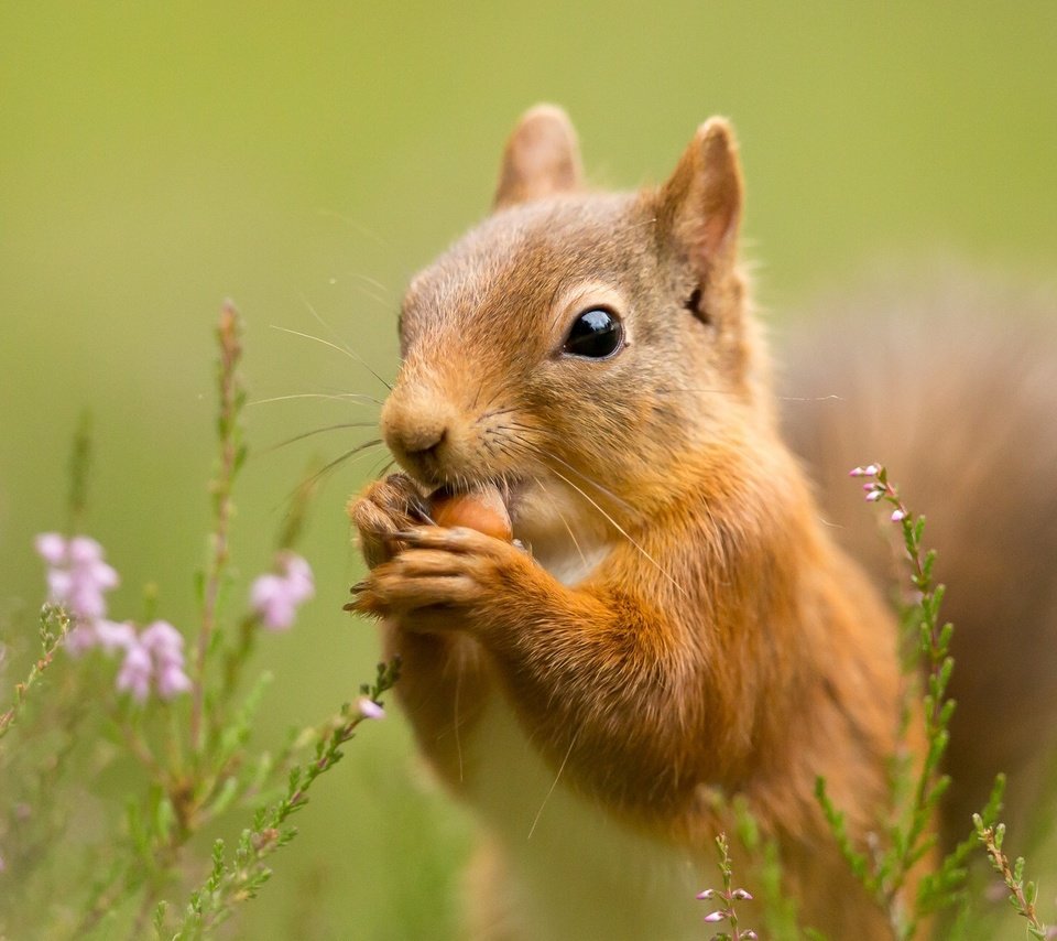 Обои цветы, трава, природа, фон, цветок, животное, белка, flowers, grass, nature, background, flower, animal, protein разрешение 2048x1280 Загрузить