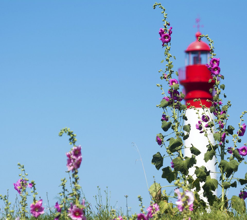 Обои небо, цветы, маяк, мальва, the sky, flowers, lighthouse, mallow разрешение 2048x1365 Загрузить