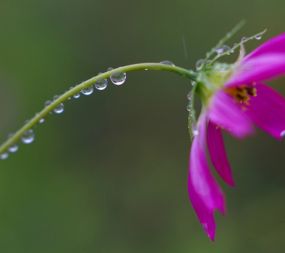 Обои цветок, роса, капли, лепестки, стебель, flower, rosa, drops, petals, stem разрешение 1920x1080 Загрузить