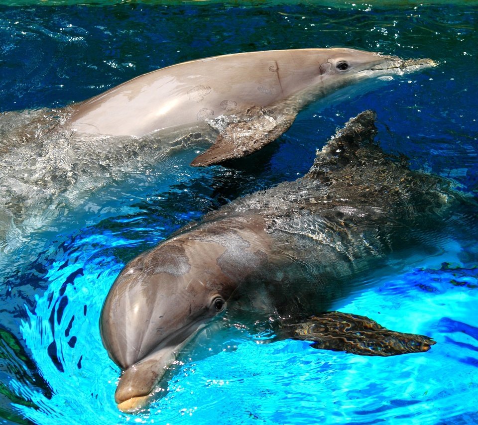 Обои море, брызги, бассейн, игра, пара, дельфин, sea, squirt, pool, the game, pair, dolphin разрешение 2880x1920 Загрузить