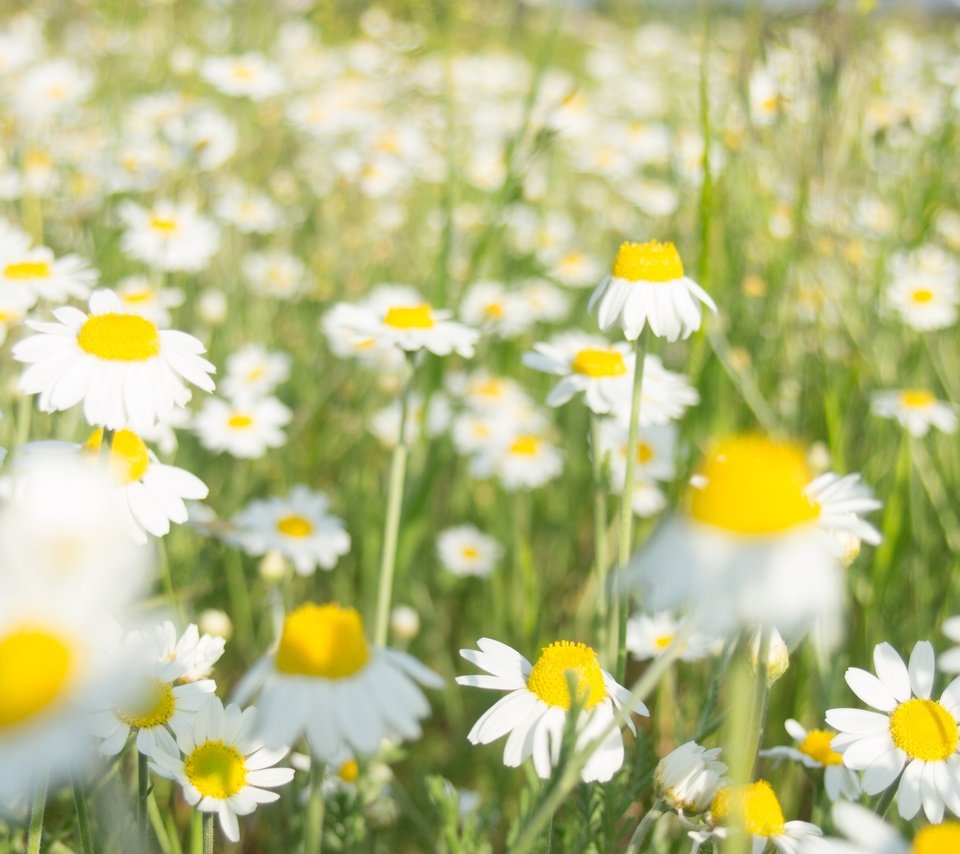 Обои цветы, лето, ромашки, белые, flowers, summer, chamomile, white разрешение 4032x2520 Загрузить