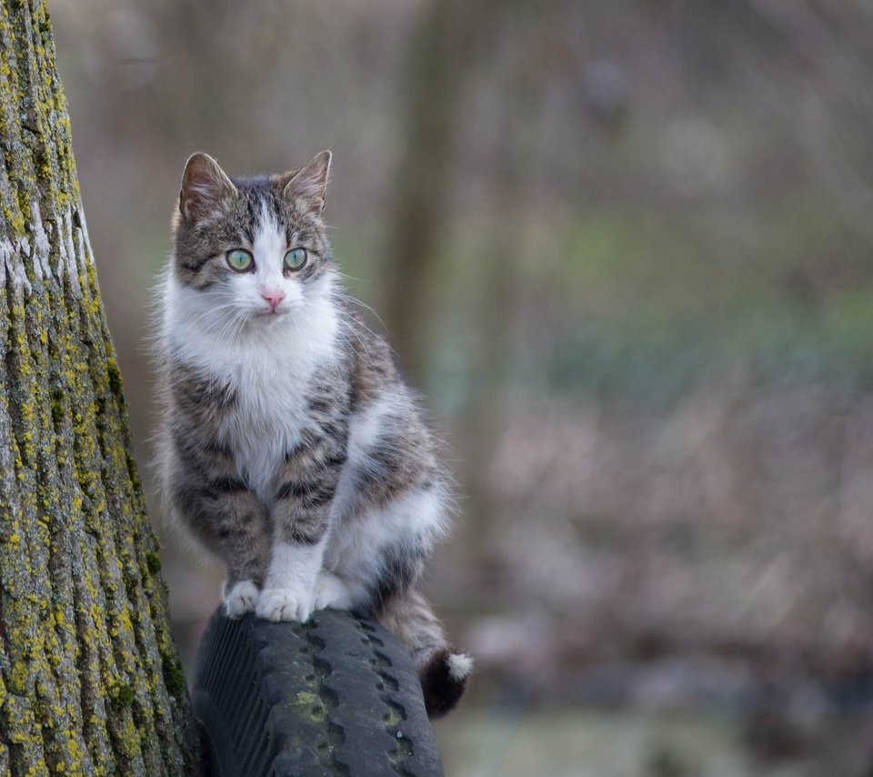 Обои глаза, фон, кошка, взгляд, eyes, background, cat, look разрешение 2048x1280 Загрузить