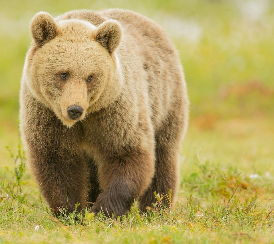 Обои медведь, хищник, бурый, bear, predator, brown разрешение 2048x1325 Загрузить