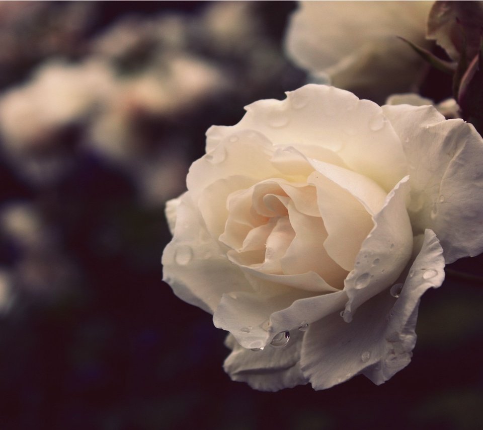 Обои природа, цветок, роза, белая, nature, flower, rose, white разрешение 1920x1080 Загрузить