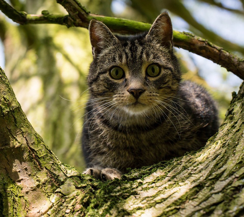 Обои дерево, кот, кошка, взгляд, на дереве, tree, cat, look, on the tree разрешение 2048x1332 Загрузить