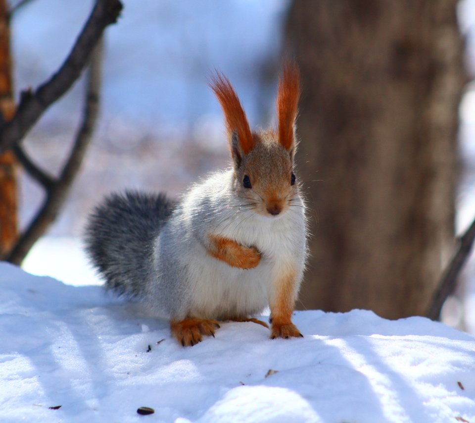 Обои снег, зима, животное, белка, зверек, белочка, грызун, snow, winter, animal, protein, squirrel, rodent разрешение 1920x1280 Загрузить