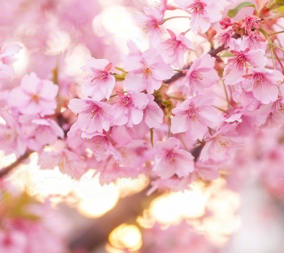Обои цветение, весна, розовый, вишня, сакура, flowering, spring, pink, cherry, sakura разрешение 2600x1667 Загрузить