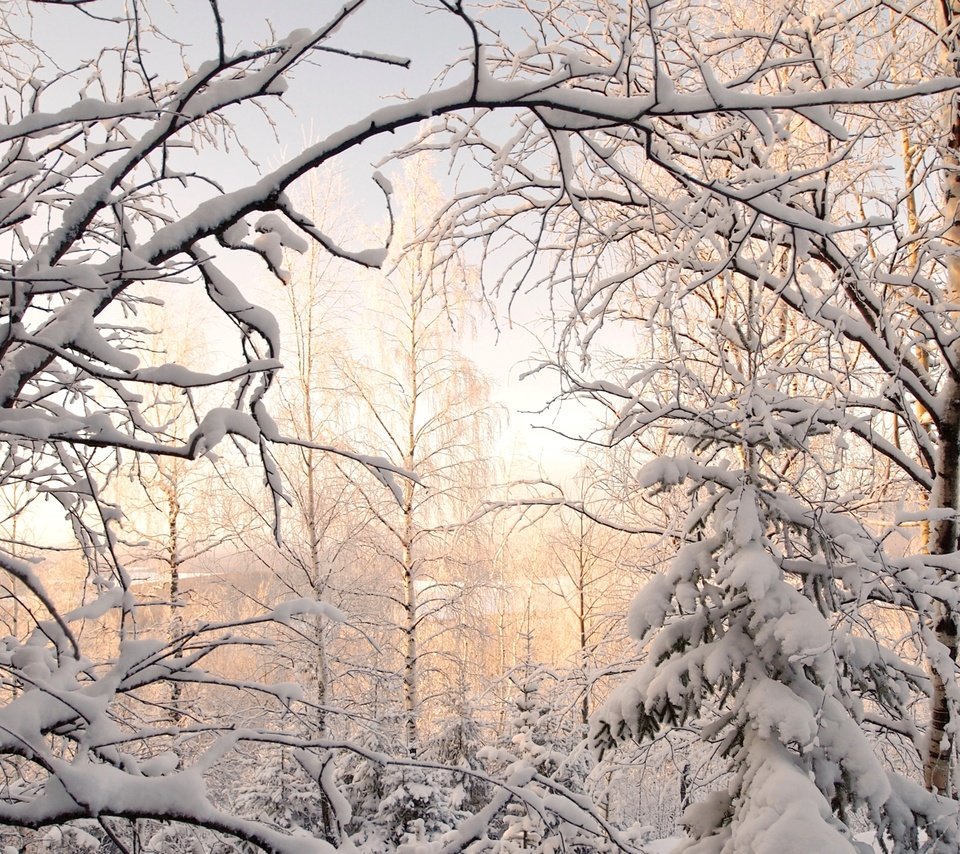 Обои деревья, снег, зима, березы, ель, trees, snow, winter, birch, spruce разрешение 2900x1880 Загрузить