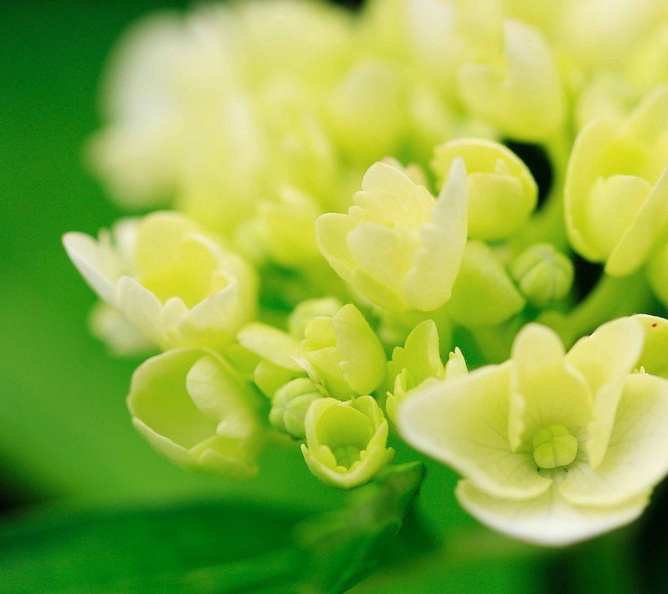 Обои цветы, макро, белые, гортензия, flowers, macro, white, hydrangea разрешение 1920x1279 Загрузить