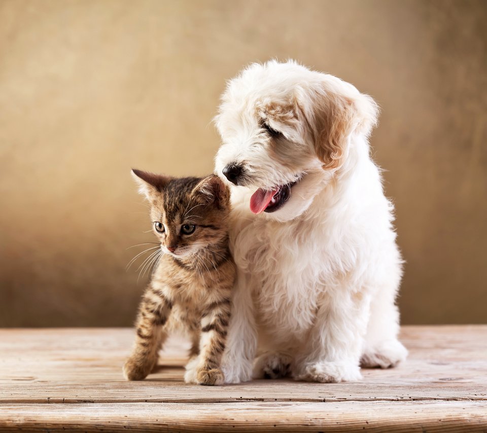 Обои кот, кошка, котенок, собака, друзья, котёнка, милые, болонка, cобака, cat, kitty, dog, friends, kitten, cute, lapdog разрешение 5616x3744 Загрузить