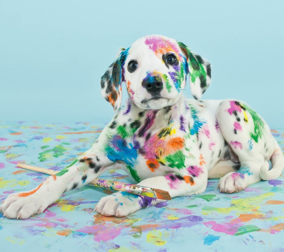 Обои собака, краска, пятна, щенок, далматин, кисть, dog, paint, spot, puppy, dalmatian, brush разрешение 2263x1831 Загрузить