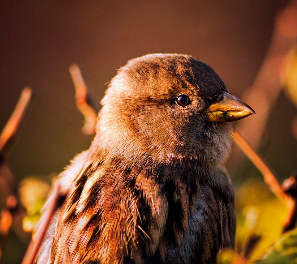 Обои фон, птица, клюв, воробей, background, bird, beak, sparrow разрешение 2048x1365 Загрузить