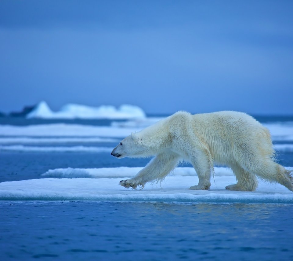 Обои вода, медведь, белый медведь, льдина, water, bear, polar bear, floe разрешение 4500x3000 Загрузить