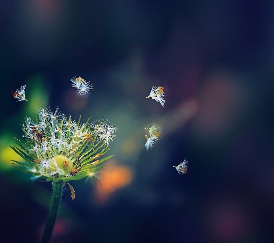 Обои макро, цветок, белый, одуванчик, семена, пушинки, macro, flower, white, dandelion, seeds, fuzzes разрешение 1920x1080 Загрузить