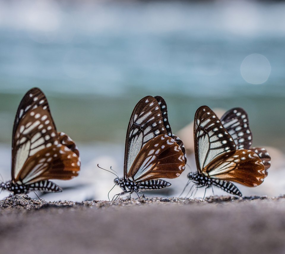 Обои макро, крылья, блики, насекомые, бабочки, три, трио, macro, wings, glare, insects, butterfly, three, trio разрешение 2048x1365 Загрузить