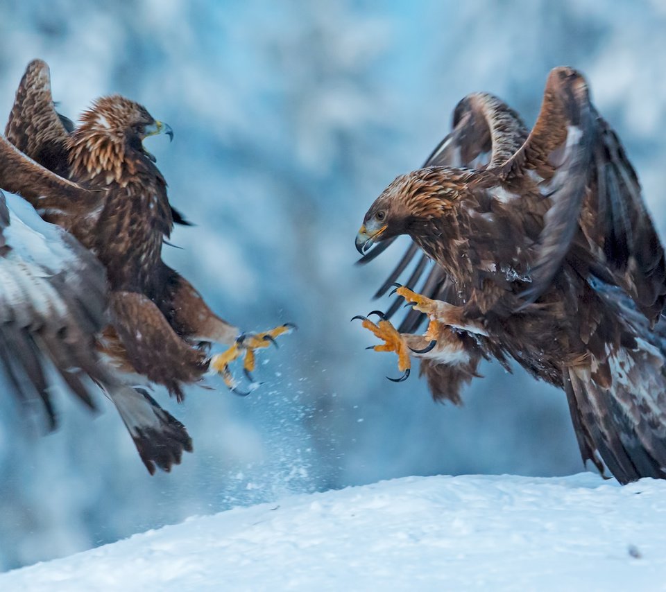 Обои снег, природа, крылья, птицы, клюв, когти, беркут, snow, nature, wings, birds, beak, claws, eagle разрешение 1920x1373 Загрузить