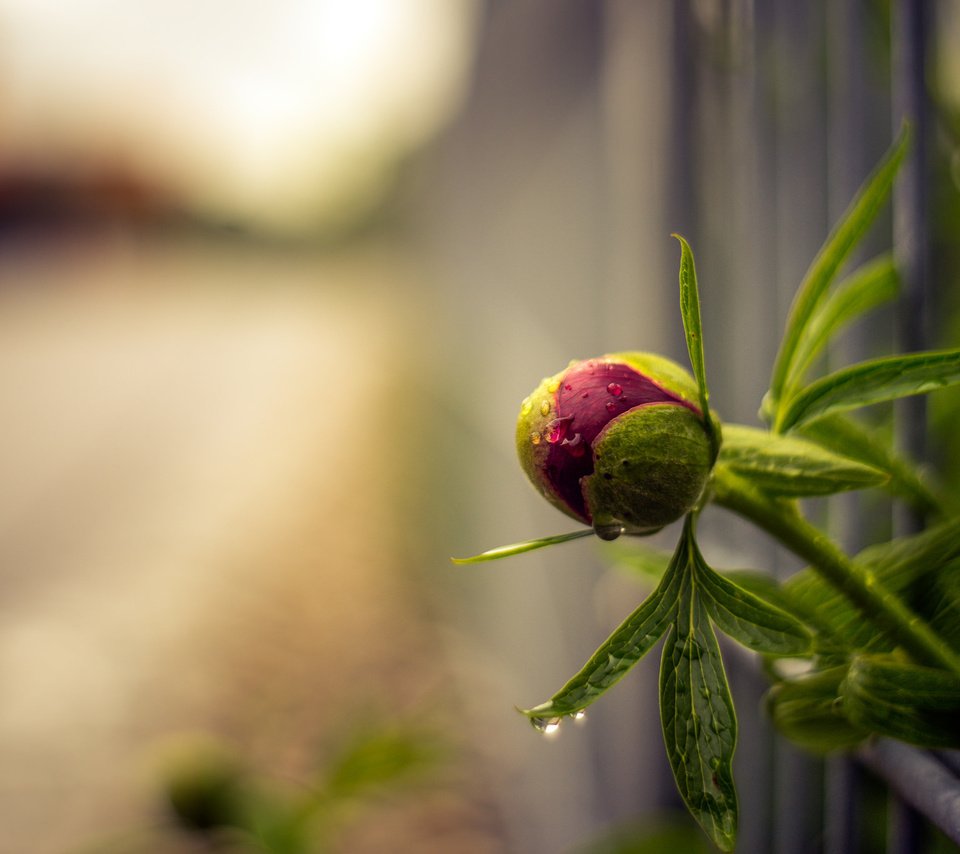 Обои фон, цветок, капли, забор, размытость, бутон, пион, background, flower, drops, the fence, blur, bud, peony разрешение 2048x1365 Загрузить