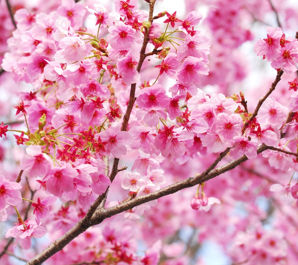 Обои цветение, ветки, весна, сакура, blossom, весенние, flowering trees, flowering, branches, spring, sakura разрешение 3700x2477 Загрузить