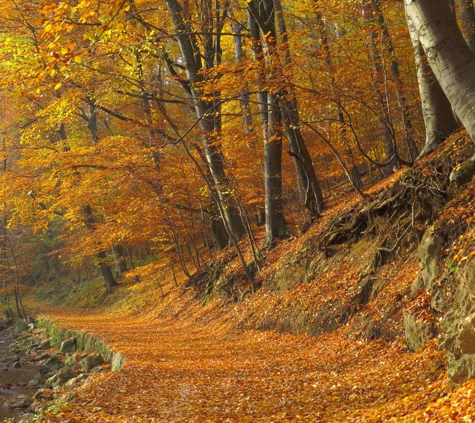 Обои деревья, лес, листва, осень, тропинка, тропа, опадают, осен,  листья, leaves, trees, forest, foliage, autumn, path, trail, fall разрешение 2880x2160 Загрузить