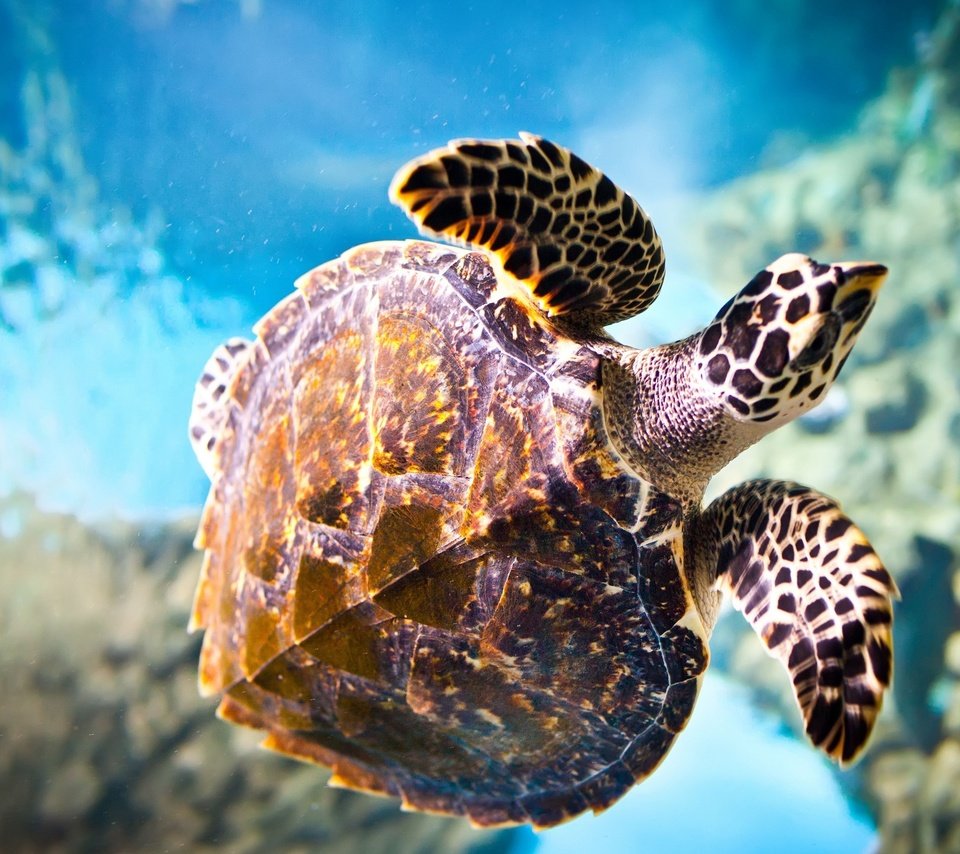 Обои макро, море, черепаха, подводный мир, macro, sea, turtle, underwater world разрешение 2560x1600 Загрузить