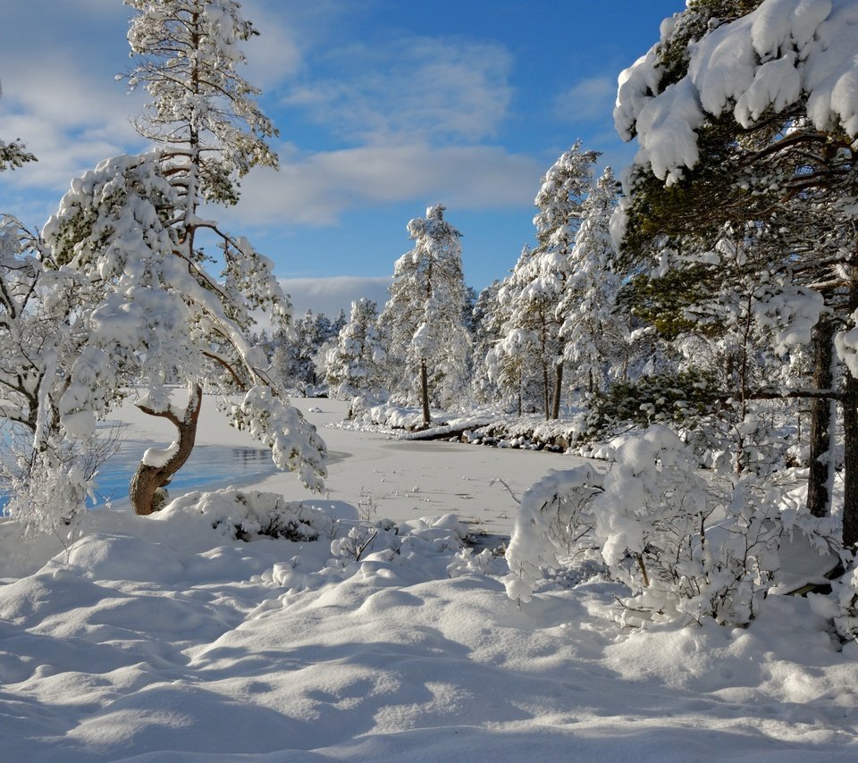 Обои деревья, снег, зима, норвегия, норвегии, nordset, hedmark fylke, trees, snow, winter, norway разрешение 4000x2682 Загрузить