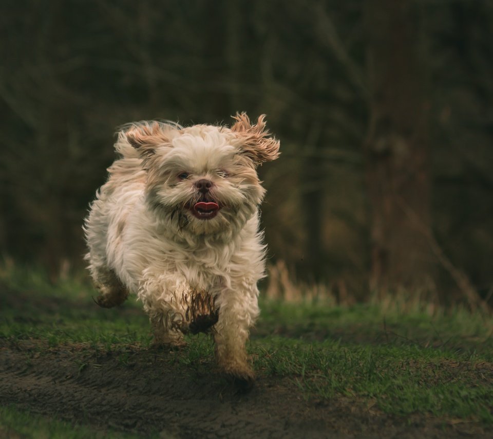 Обои природа, фон, мордочка, собака, язык, бег, лапки, ши-тцу, nature, background, muzzle, dog, language, running, legs, shih tzu разрешение 5439x3626 Загрузить