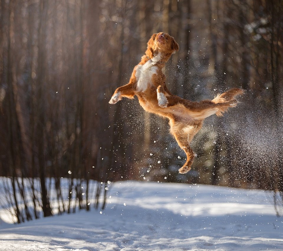 Обои снег, зима, полет, собака, прыжок, в воздухе, боке, snow, winter, flight, dog, jump, in the air, bokeh разрешение 1920x1200 Загрузить