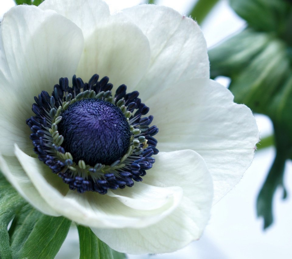 Обои макро, цветок, лепестки, белый, анемон, macro, flower, petals, white, anemone разрешение 2048x1365 Загрузить